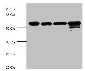 CCT2 Antibody