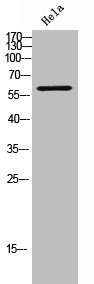 CCT8 Antibody