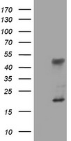 CD105 Antibody
