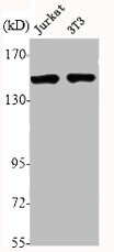 L1CAM Antibody