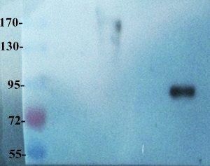 CD133 antibody