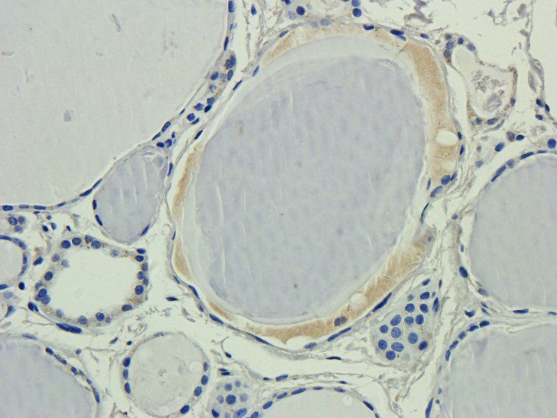 CD133E1 Rabbit Polyclonal Antibody
