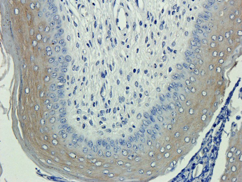 CD133E1 Rabbit Polyclonal Antibody