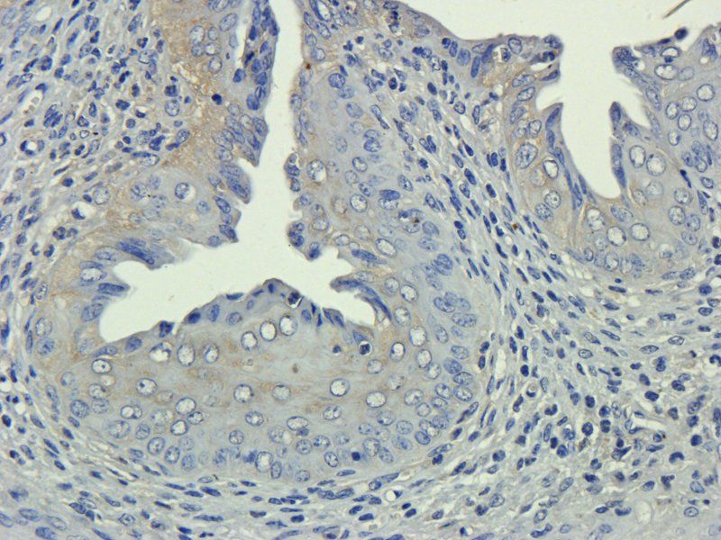 CD133E1 Rabbit Polyclonal Antibody