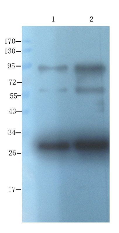 CD133E1 Rabbit Polyclonal Antibody