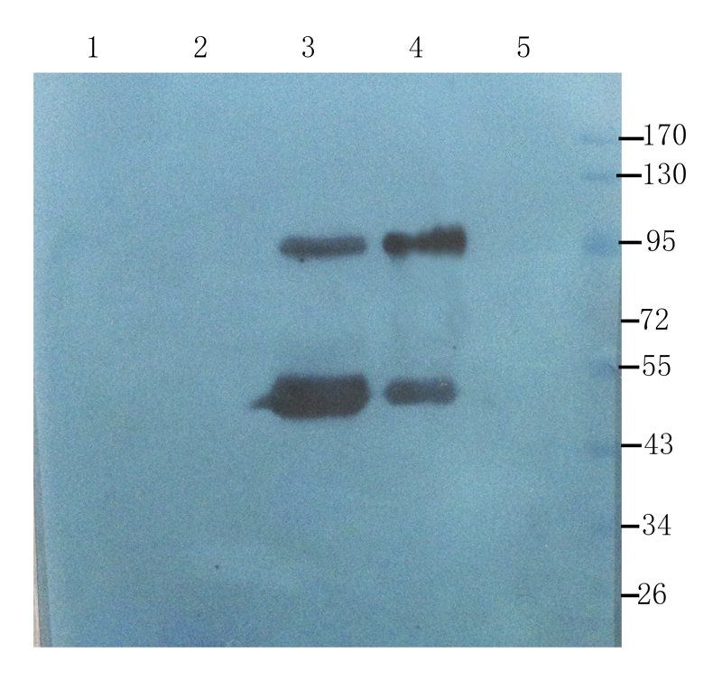 CD133E1 Rabbit Polyclonal Antibody