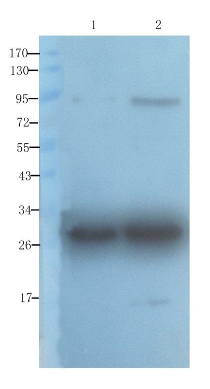 CD133E1 Rabbit Polyclonal Antibody