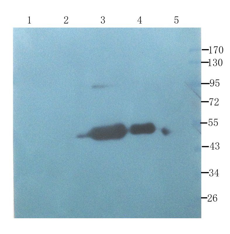 CD133E1 Rabbit Polyclonal Antibody