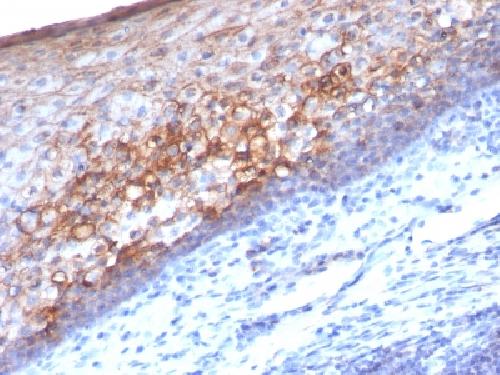 MCAM Antibody