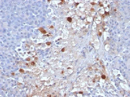 MCAM Antibody