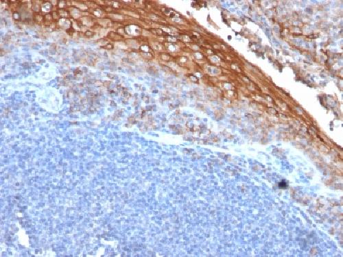 MCAM Antibody