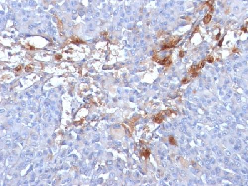 MCAM Antibody