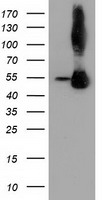 BSG Antibody