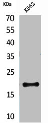 CD160 Antibody