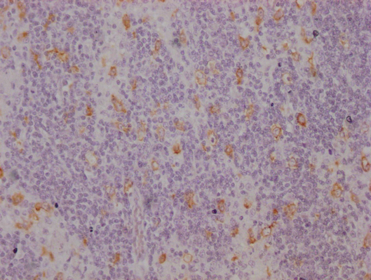CD163 Antibody