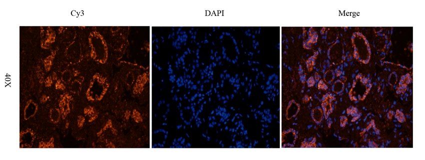 CD170 Rabbit Polyclonal Antibody