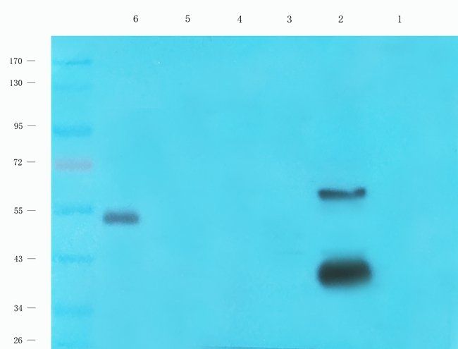 CD170 Rabbit Polyclonal Antibody
