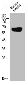 CD19 Antibody