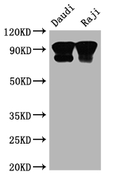CD19 Antibody