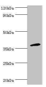 CD200R1 Antibody