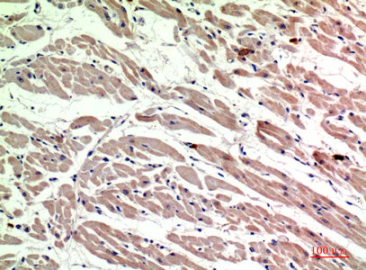 MRC1 Antibody
