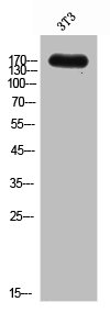 MRC1 Antibody