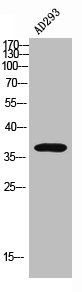 CD226 Antibody