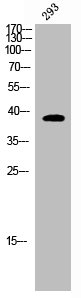 CD226 Antibody