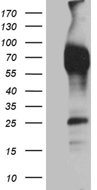 CD244 Antibody