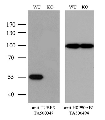 CD244 Antibody