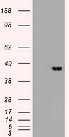 CD244 Antibody