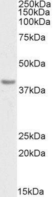 Goat anti-CD274 / PD-L1, Biotinylated Antibody