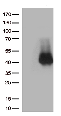 CD28 Antibody