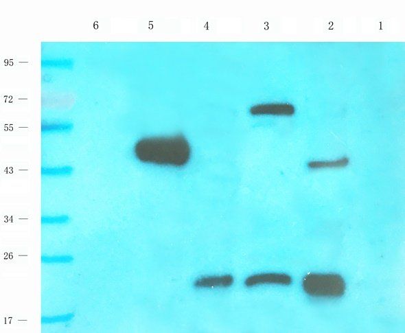 CD28 antibody