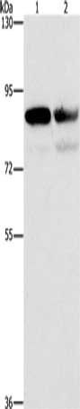 CD2AP Antibody