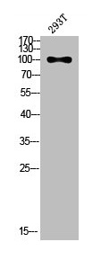 PECAM1 Antibody