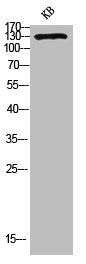 PECAM1 Antibody