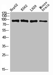 PECAM1 Antibody