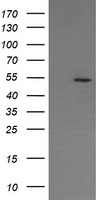 CD31 Antibody