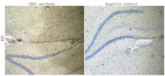 CD31 antibody