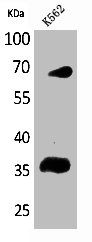 FCGR2B Antibody