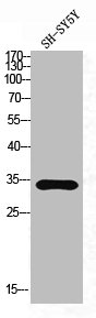 FCGR2B Antibody