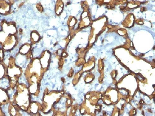 CD34 Antibody