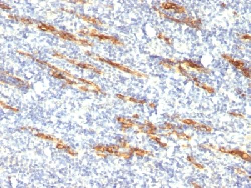 CD34 Antibody