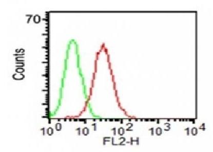 CD34 Antibody
