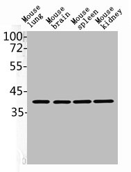 CD34 Antibody