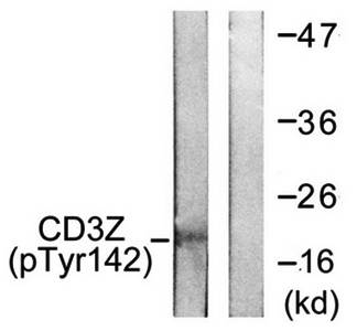 CD3 ζ (Phospho-Tyr142) Antibody