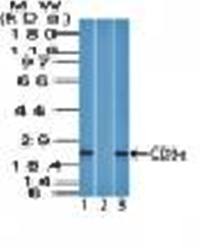 CD3e (T-Cell Marker) Antibody