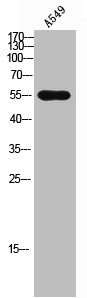 CD3EAP Antibody