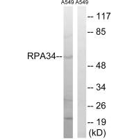 CD3EAP Antibody
